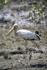 Mycteria cinerea