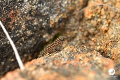Gehyra variegata