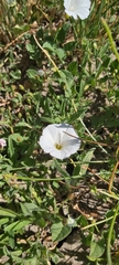 Convolvulus arvensis