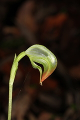 Pterostylis hispidula