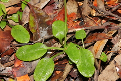 Pterostylis hispidula