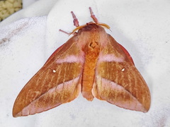 Othorene bernardoespinozai