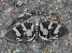Desmia bajulalis