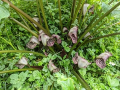 Arisaema griffithii