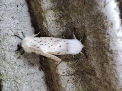 Spilosoma lubricipeda