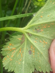 Trachyspora intrusa