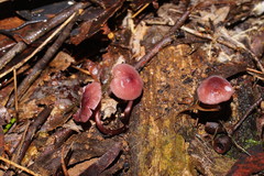 Mycena kurramulla