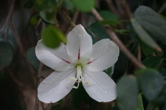 Bauhinia natalensis