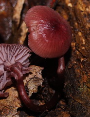 Mycena kurramulla