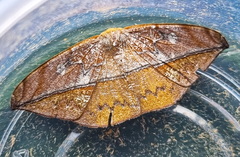 Oxydia translinquens