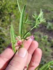 Convolvulus graminetinus