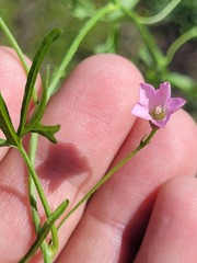 Convolvulus graminetinus