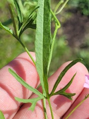 Convolvulus graminetinus