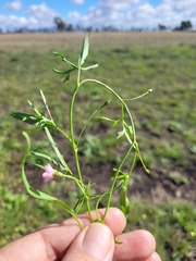 Convolvulus graminetinus
