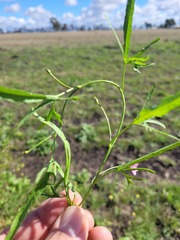 Convolvulus graminetinus