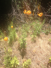 Lilium humboldtii humboldtii