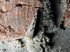 Microcrambus elegans