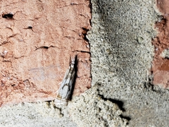 Microcrambus elegans