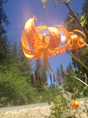 Lilium humboldtii humboldtii