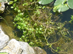 Shinnersia rivularis