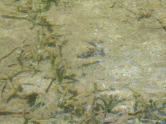 Amatitlania nigrofasciata