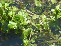 Shinnersia rivularis