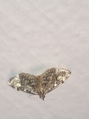Anania coronata