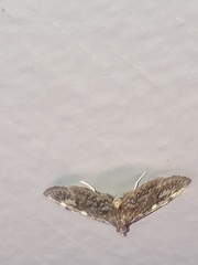 Anania coronata