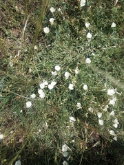 Convolvulus holosericeus