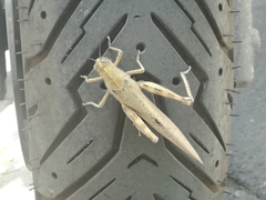 Anacridium aegyptium