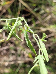 Convolvulus graminetinus
