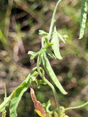 Convolvulus graminetinus