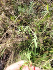 Convolvulus graminetinus