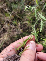 Convolvulus graminetinus