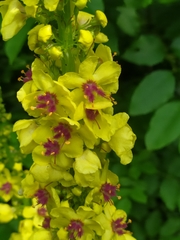 Verbascum alpinum
