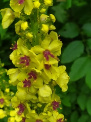 Verbascum alpinum