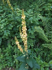 Verbascum alpinum