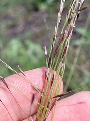 Digitaria porrecta