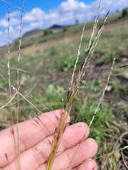 Digitaria porrecta