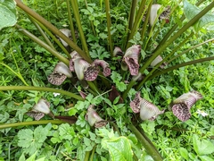 Arisaema griffithii