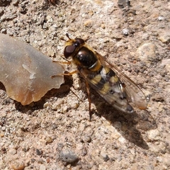 Syrphidae