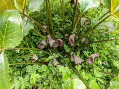Arisaema griffithii