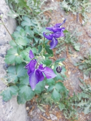 Aquilegia vulgaris