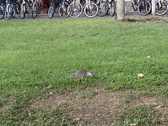 Gorsachius melanolophus