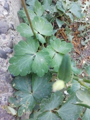 Aquilegia vulgaris