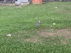 Gorsachius melanolophus