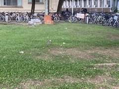 Gorsachius melanolophus