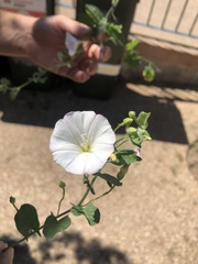 Convolvulus arvensis
