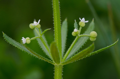 Galium tricornutum