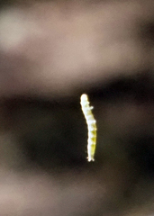 Oryzaephilus surinamensis